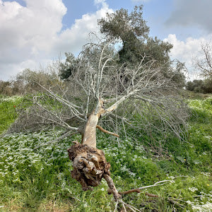 esterv8 - תמונה