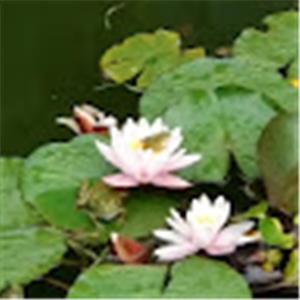 תמונת משתמש