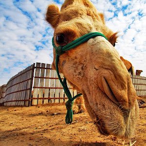 תמונת משתמש