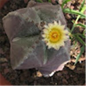 תמונת משתמש