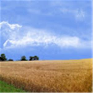 תמונת משתמש