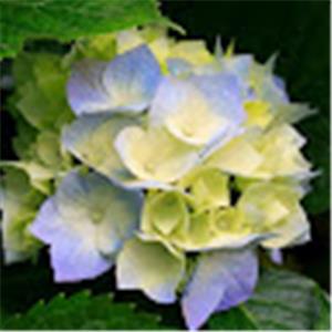 תמונת משתמש