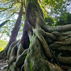 תמונת משתמש