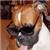 איליה