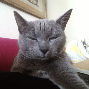 תמונת משתמש