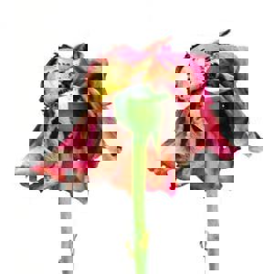 תמונת משתמש