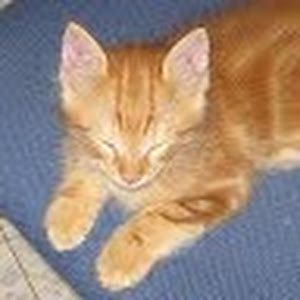 תמונת משתמש