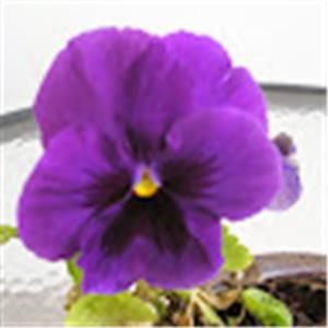 תמונת משתמש