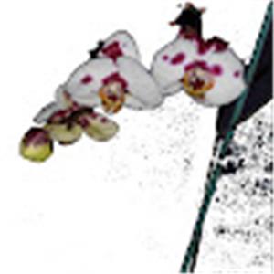 לילך - תמונה