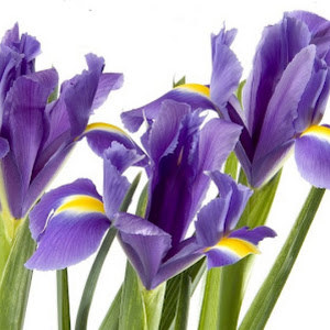 תמונת משתמש