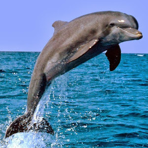 תמונת משתמש