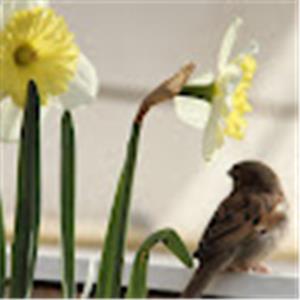 תמונת משתמש