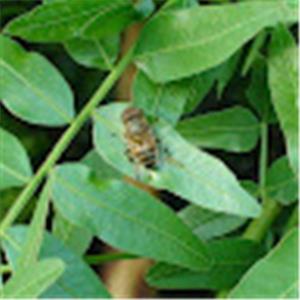 תמונת משתמש