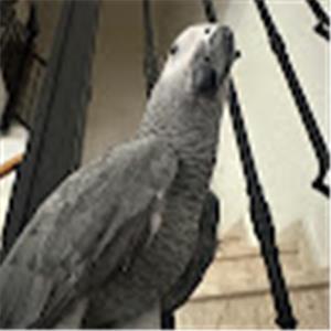 אוסנת - תמונה