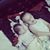 Dima