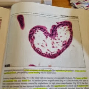 תמונת משתמש