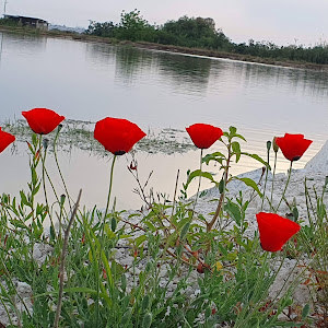 תמונת משתמש