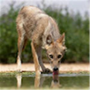 תמונת משתמש