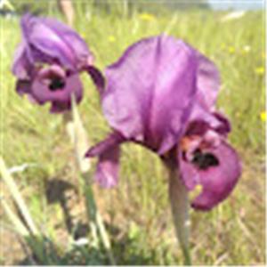 סיון - תמונה