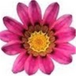 תמונת משתמש