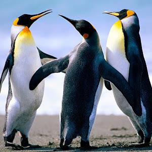 תמונת משתמש