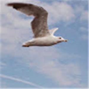 תמונת משתמש