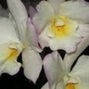 תמונת משתמש