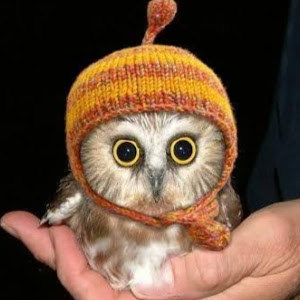 תמונת משתמש