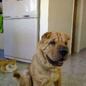 תמונת משתמש