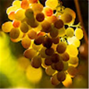 תמונת משתמש