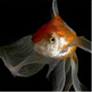 תמונת משתמש