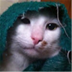 תמונת משתמש