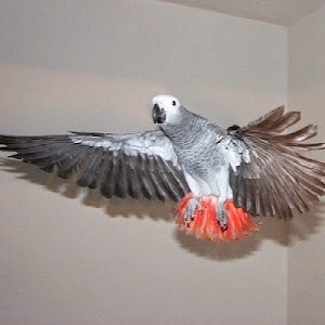 תמונת משתמש