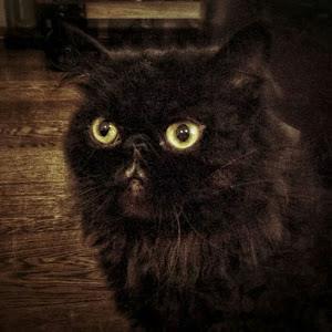 תמונת משתמש