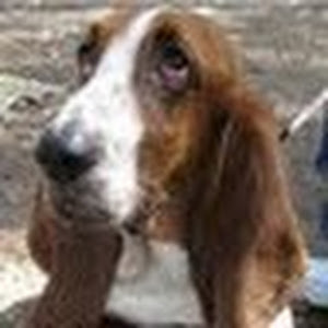 תמונה גנרית לכותב חוות דעת