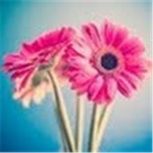 תמונת משתמש