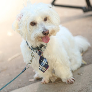 תמונת משתמש