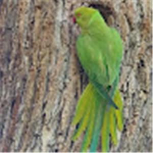 תמונת משתמש