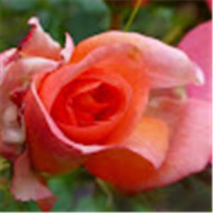 Larissa - תמונה