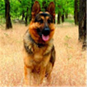 תמונת משתמש