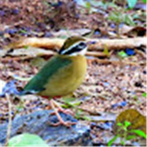 תמונת משתמש