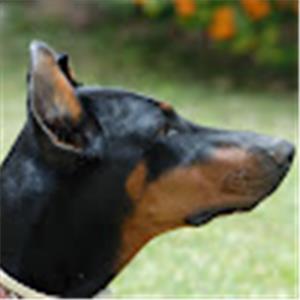 תמונת משתמש