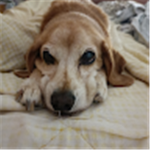 תמונת משתמש