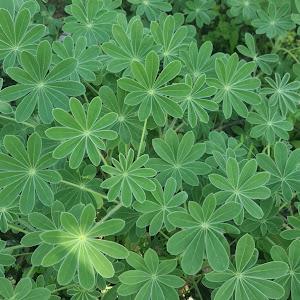 תמונת משתמש