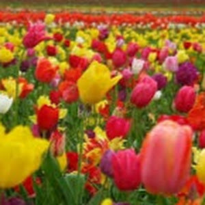 תמונת משתמש