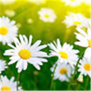 תמונת משתמש