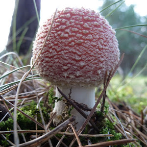 תמונת משתמש