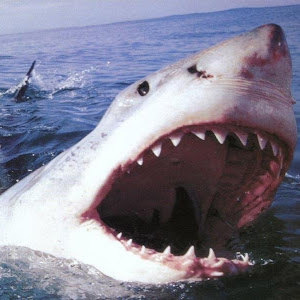 תמונת משתמש