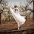 jenny.br
