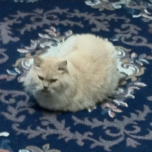 תמונת משתמש